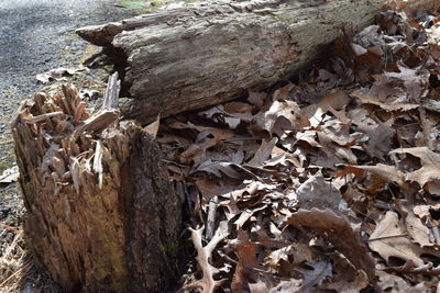 Close-up of tree trunk