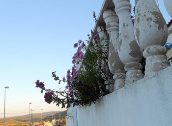 Low angle view of flowering plants against clear sky