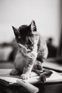 Close-up of a cat on a table