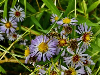 Close-up of bee pollinating on purple flower