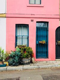 Potted plant on window of building