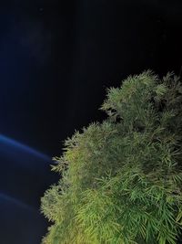 Close-up of plant against sea at night