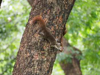 Close-up of squirrel on tree trunk