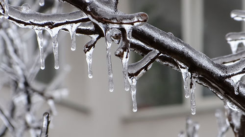 Close-up of heavy ice gilding branches and twigs after a freezing rain.