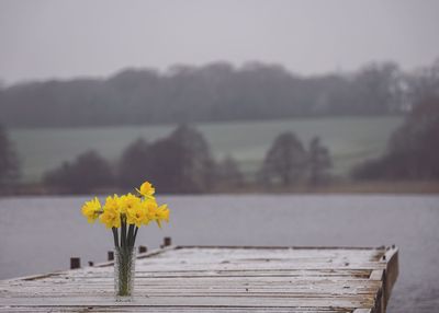 Close-up of yellow flower against blurred background