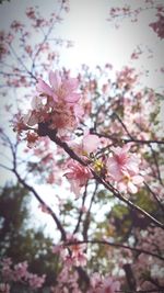 Low angle view of pink flowers blooming on tree