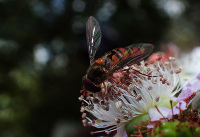 Close-up of butterfly pollinating on flower