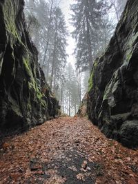 rock