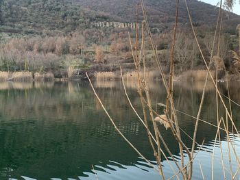 Scenic view of lake in forest