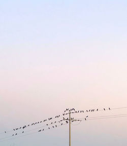 Birds flying in the sky