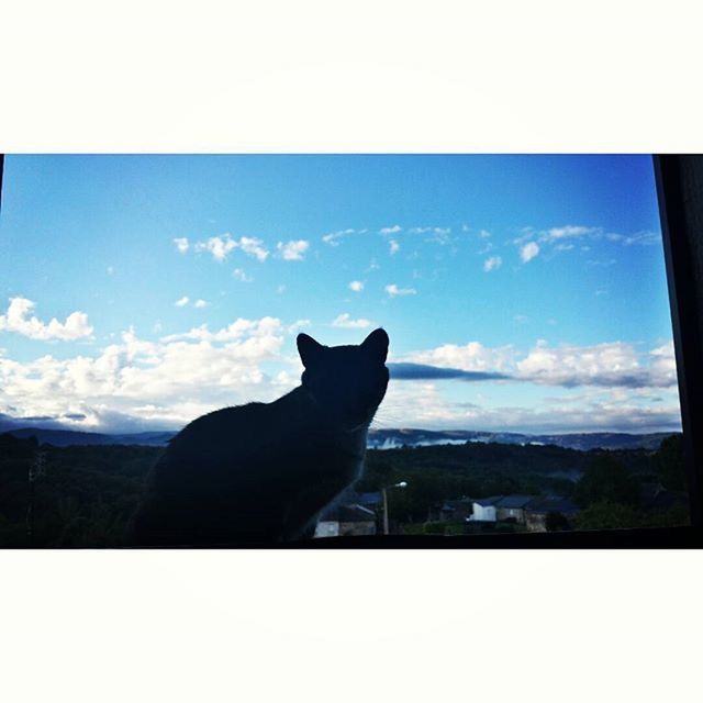 pets, domestic animals, one animal, animal themes, mammal, domestic cat, cat, sky, transfer print, feline, silhouette, auto post production filter, sitting, built structure, window, architecture, indoors, cloud - sky, relaxation, cloud