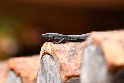 Close-up of lizard on rock