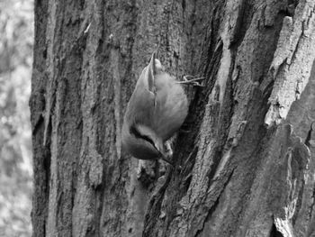Close-up of squirrel on tree trunk