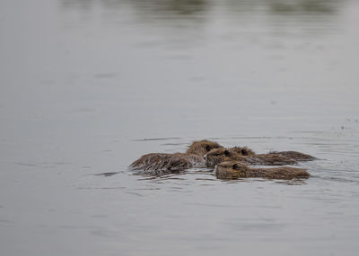 High angle view of beaver swimming in lake