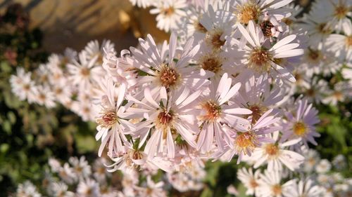 Close-up of white cherry blossoms