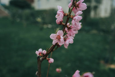 Close-up of pink cherry blossoms in spring