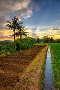 Scenic view of agricultural field against sky during sunset