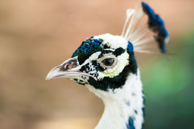 Close-up of peacock