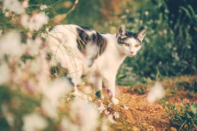 Portrait of cat standing on field