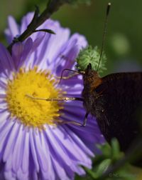 Close-up of insect on purple flower