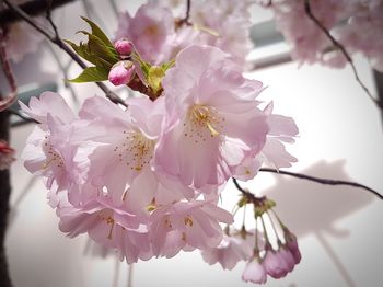 Close-up of pink flowers on branch