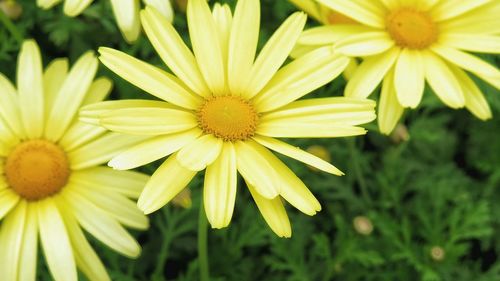 Close-up of yellow flower