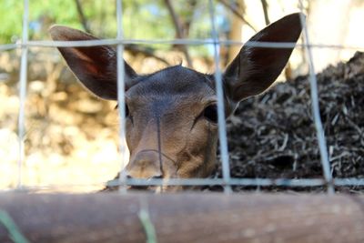 Close-up portrait of deer