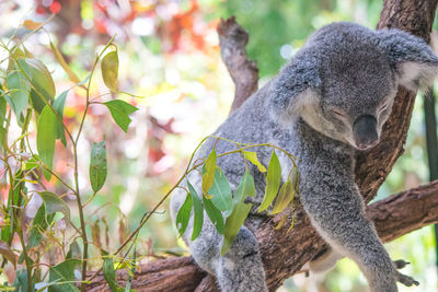 Koala in cairns, australia