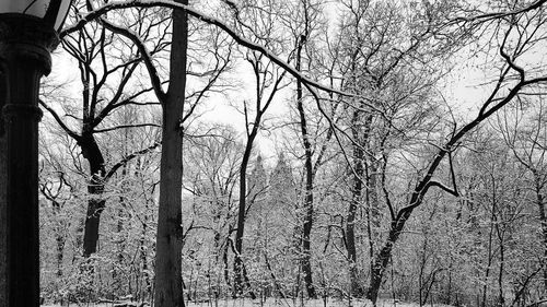 Bare trees in forest against sky