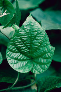 Close-up of leaves