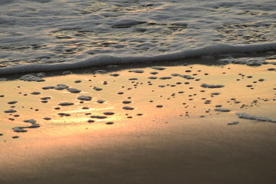 High angle view of starfish on beach