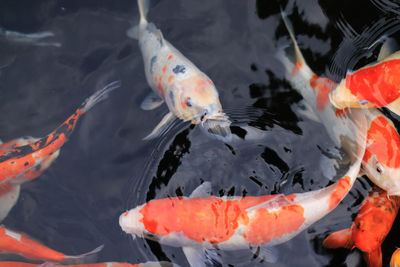 High angle view of koi carps swimming in pond