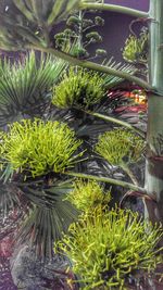 Palm trees growing in pond