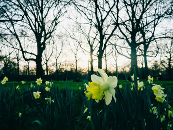 Close-up of yellow flowers blooming on tree