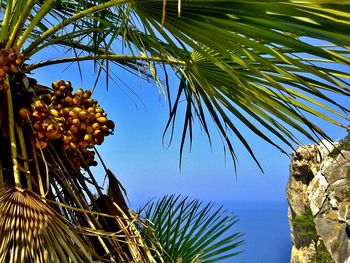 Palm tree against sky