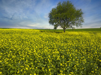 Scenic view of oilseed rape field against sky