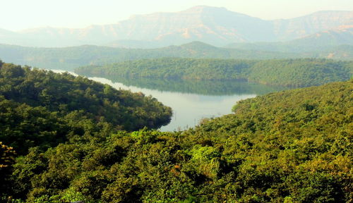 Scenic view of forest and river