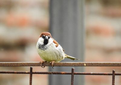 Close-up of bird perching on railing