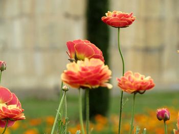 Close-up of red poppy flower