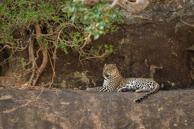 Leopard lies on rocky ledge under trees