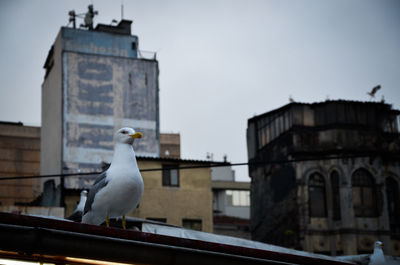 Seagull perching on building against sky