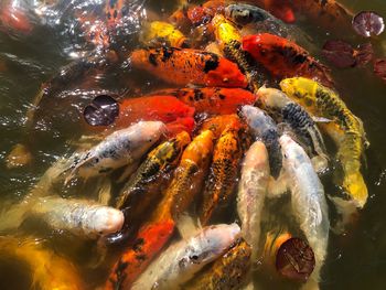 High angle view of koi carps swimming in pond