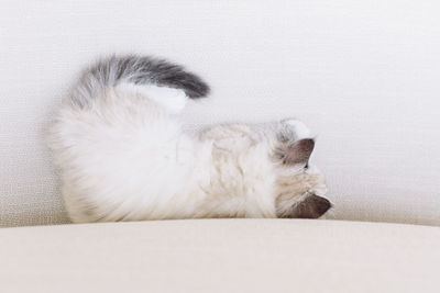 Cat sleeping on sofa