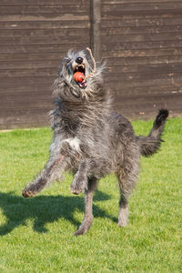 Dog catching toy on grassy field