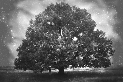 Trees in park against sky