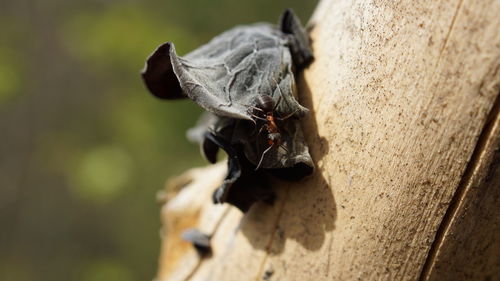 Close-up of tree trunk