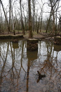 Reflection of bare trees in lake