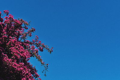 Low angle view of cherry blossoms against blue sky