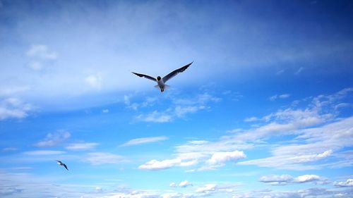 Low angle view of seagull flying in sky