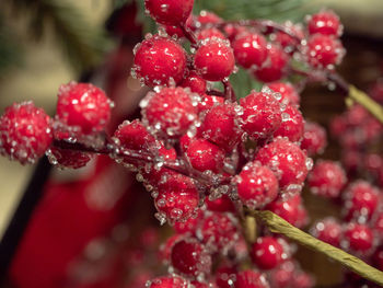 Close-up of wet red berries